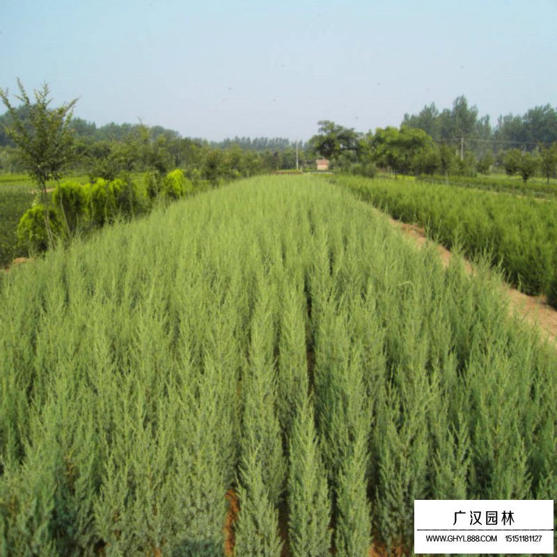 最新的北京檜價格是多少