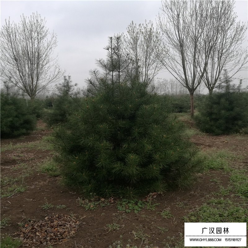 最新的白皮松價格表