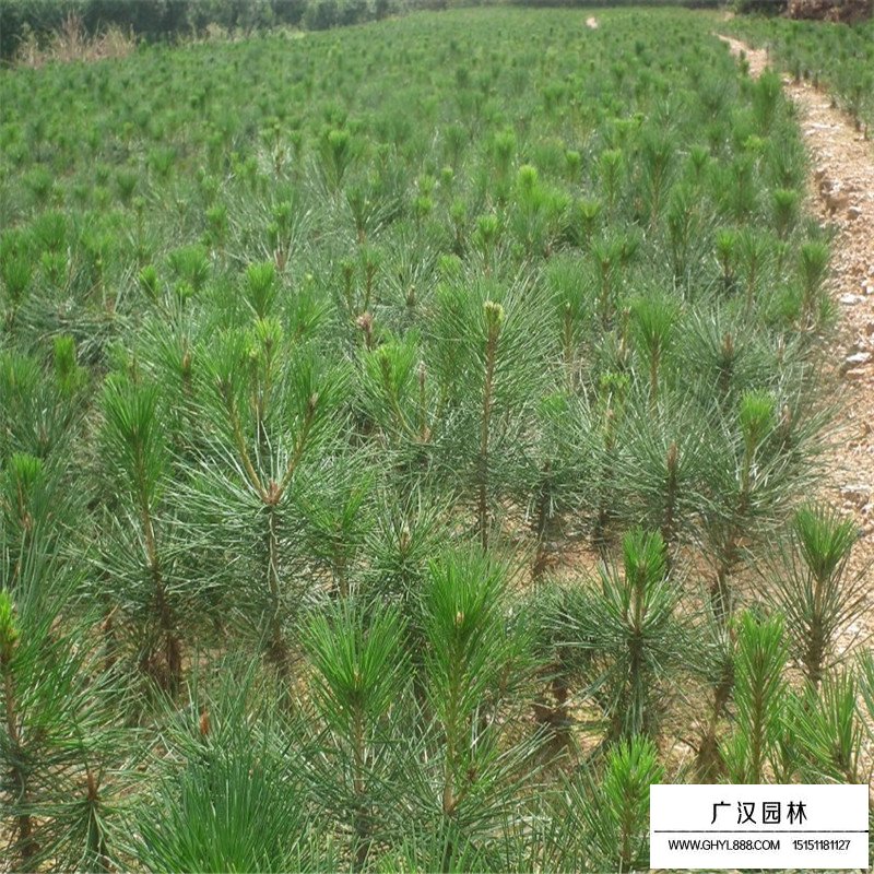 最新的白皮松價格表