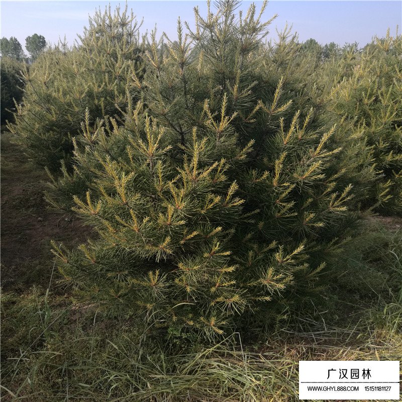 最新的白皮松價格表
