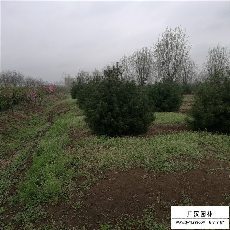 最新的白皮松價格表