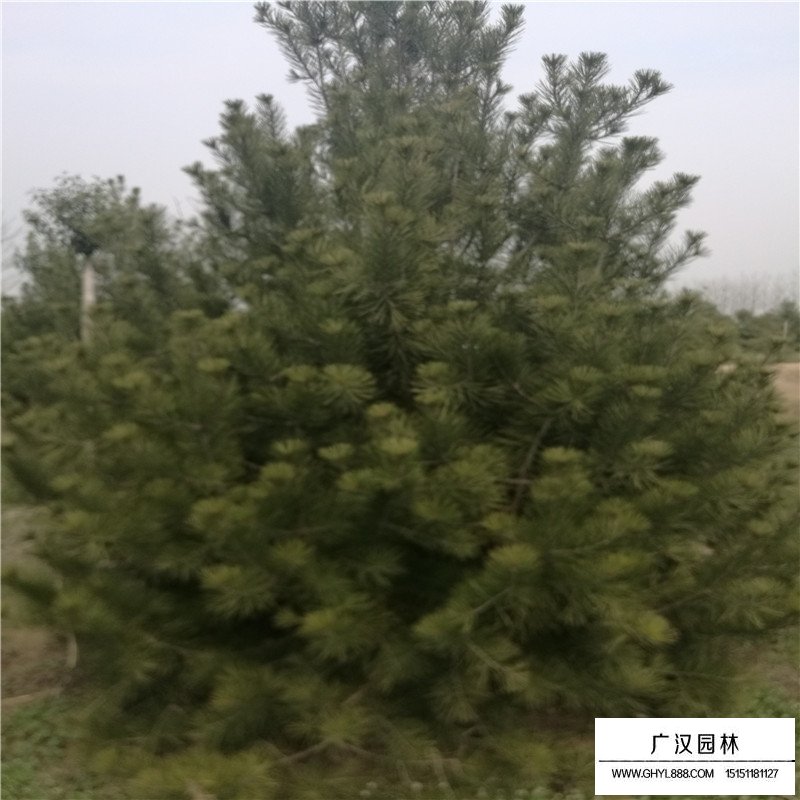 最新的白皮松價格表
