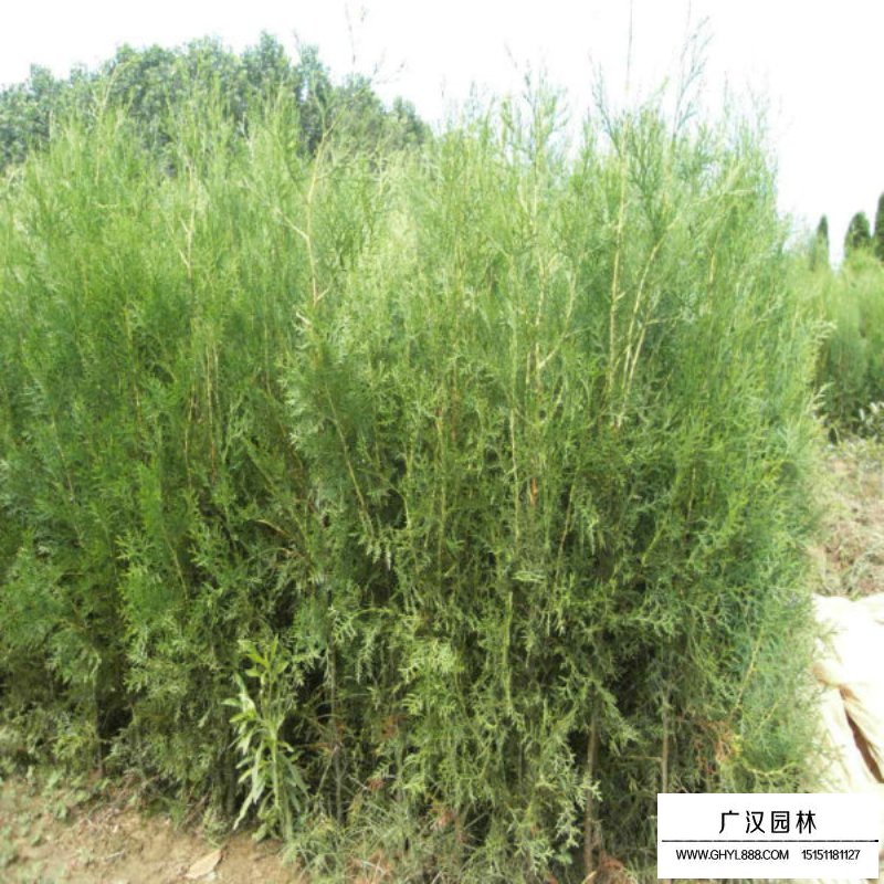 最新的扁柏價格行情