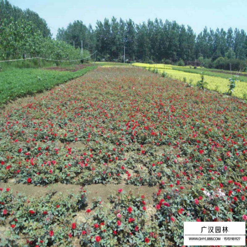 紅帽子月季批發價格