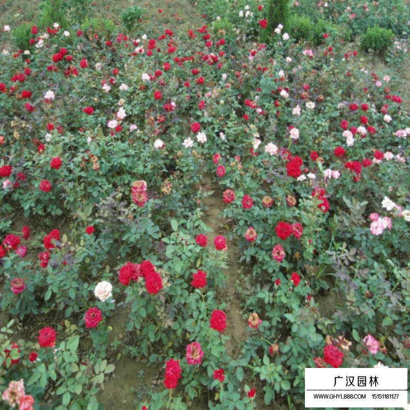 紅帽子月季批發價格