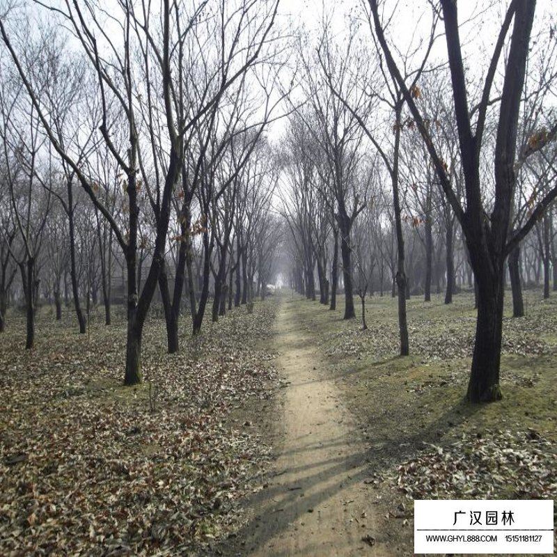 板栗樹批發基地在哪
