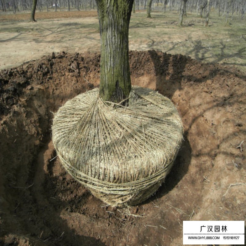 板栗樹批發基地在哪