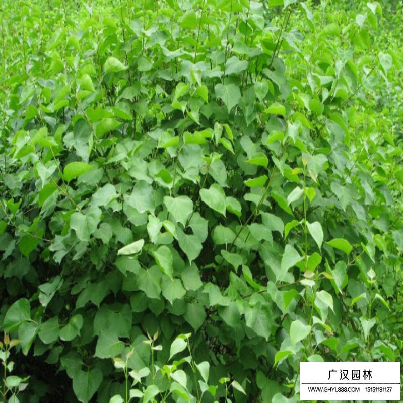 暴馬丁香的價格是多少