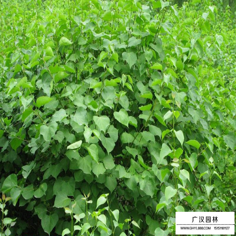 暴馬丁香與丁香的區別(圖1)