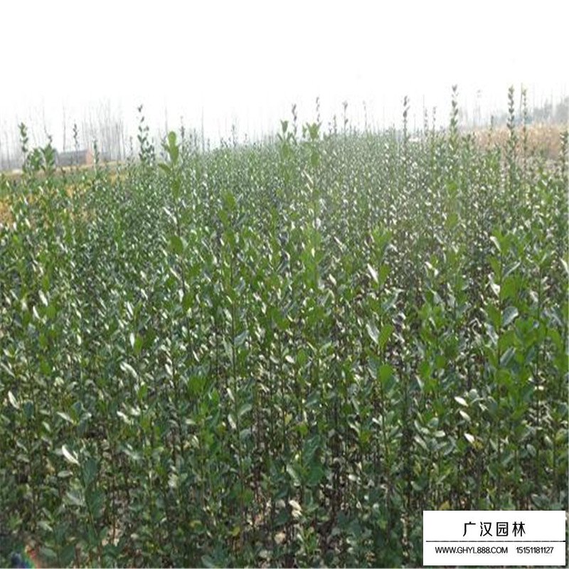 不同規格的北海道黃楊價格表(圖2)