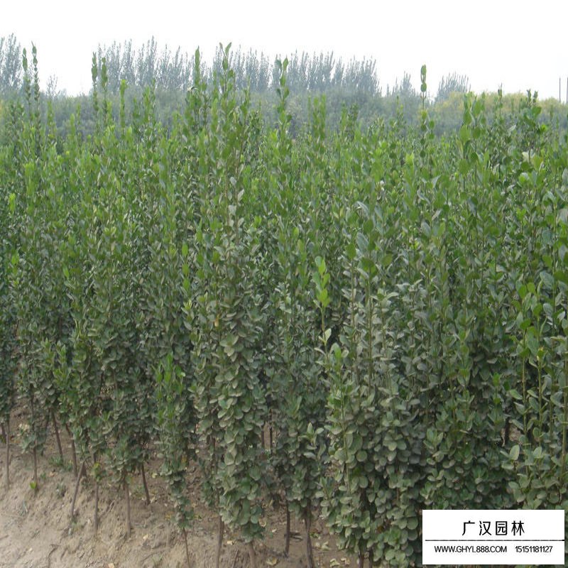 不同規格的北海道黃楊價格表(圖3)
