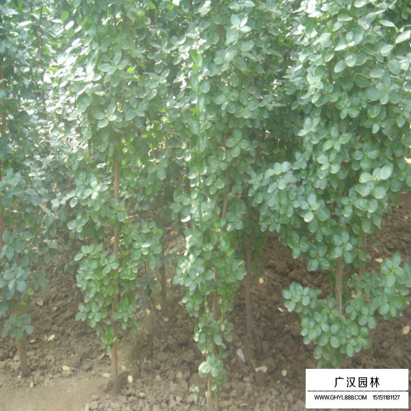 不同規格的北海道黃楊價格表(圖4)