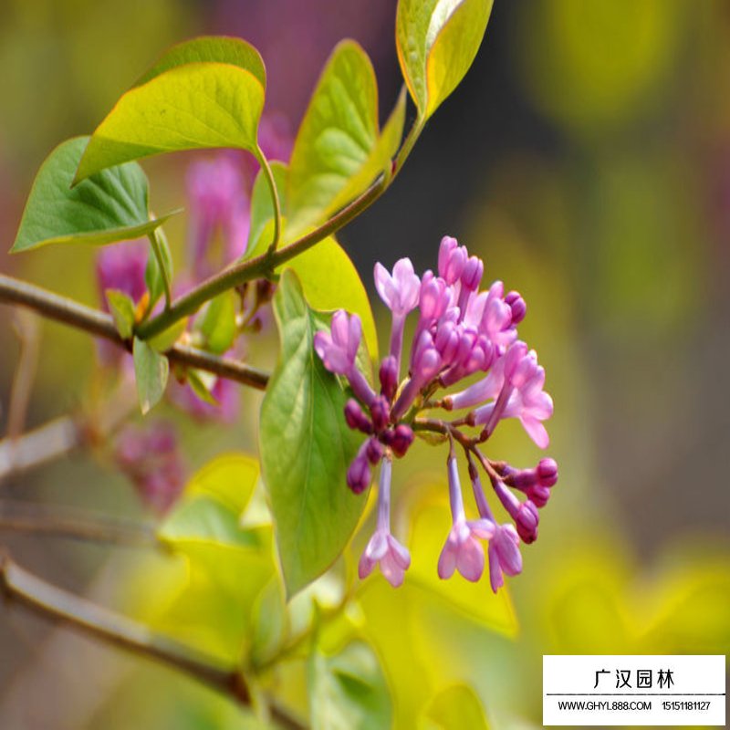 暴馬丁香與丁香的區別(圖3)