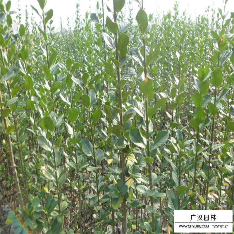 不同規格的北海道黃楊價格表(圖1)