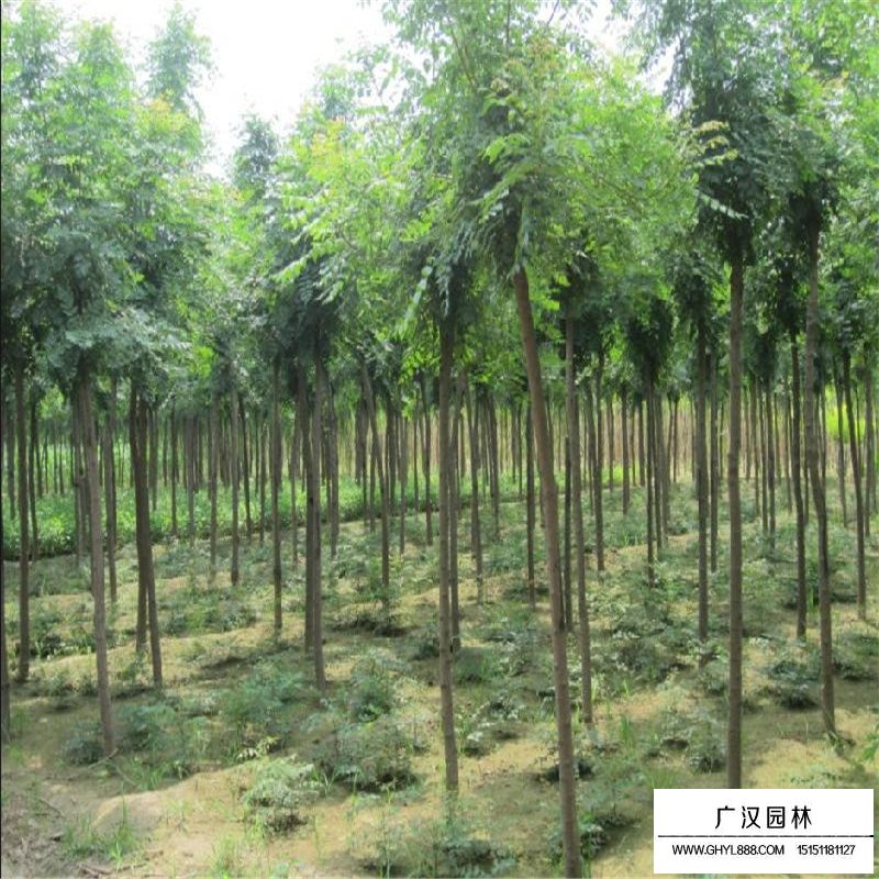 最新的黃山欒樹價格表