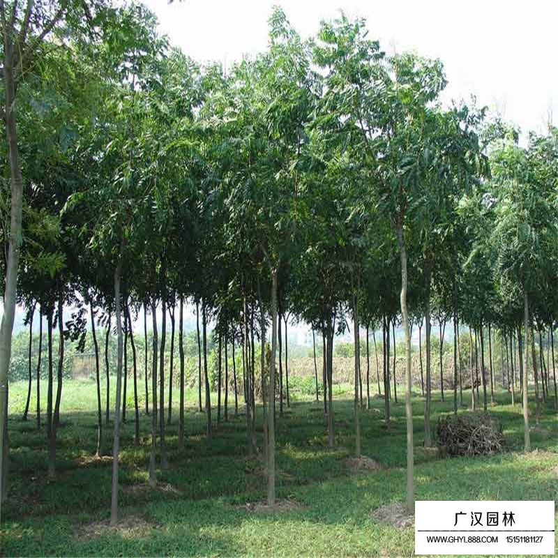 最新的黃山欒樹價格表