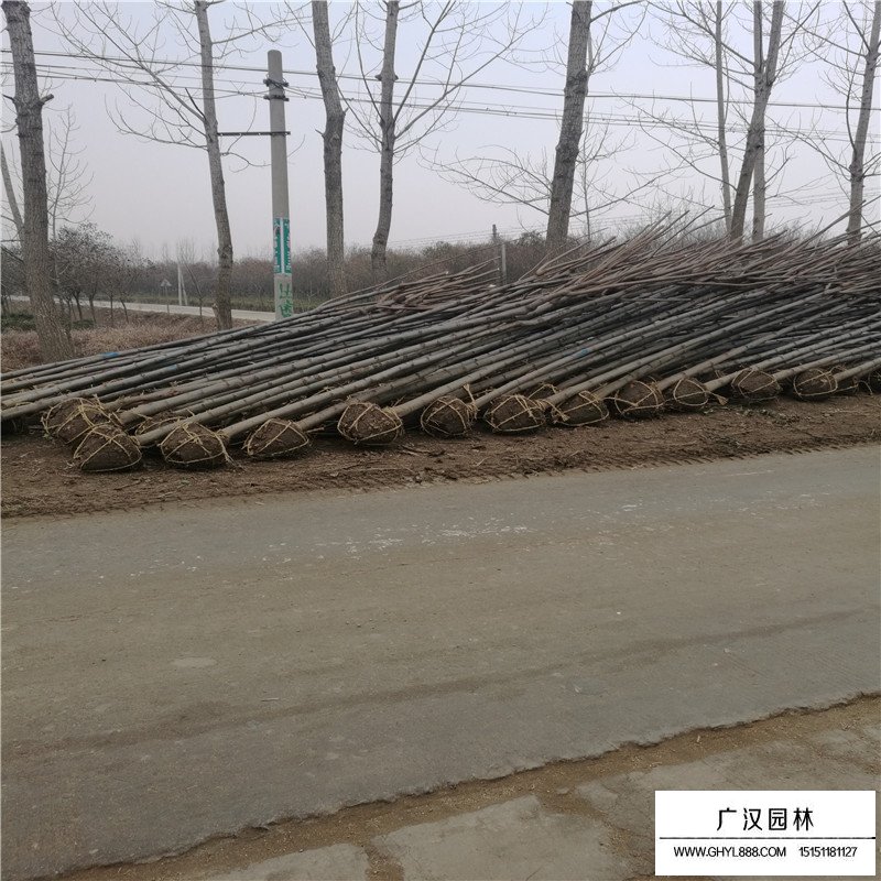 最新的黃山欒樹價格表