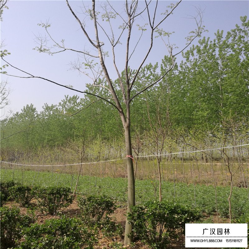 最新的黃山欒樹價格表