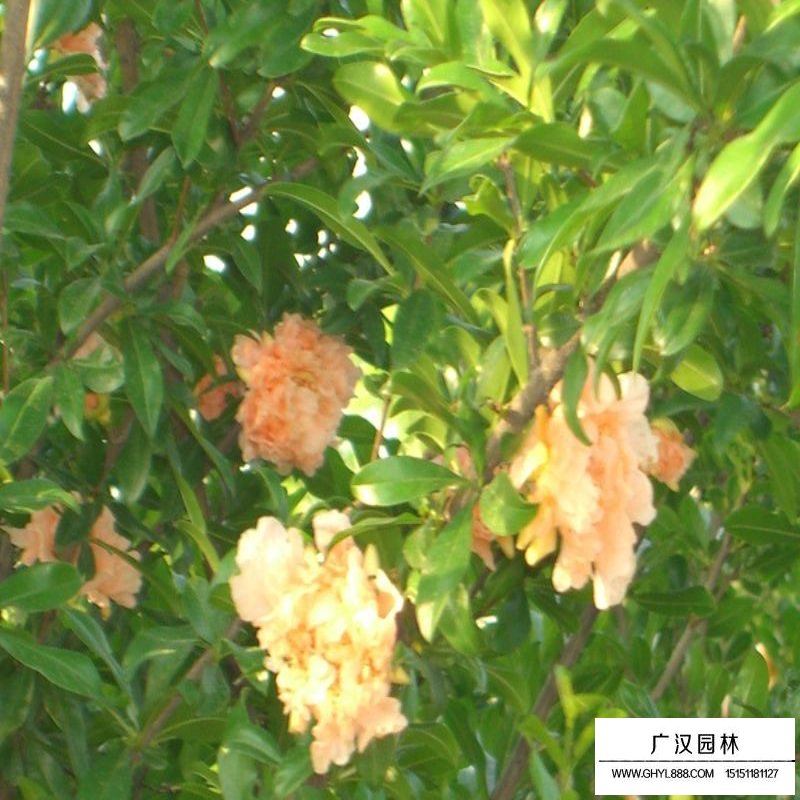 最新的花石榴苗價格