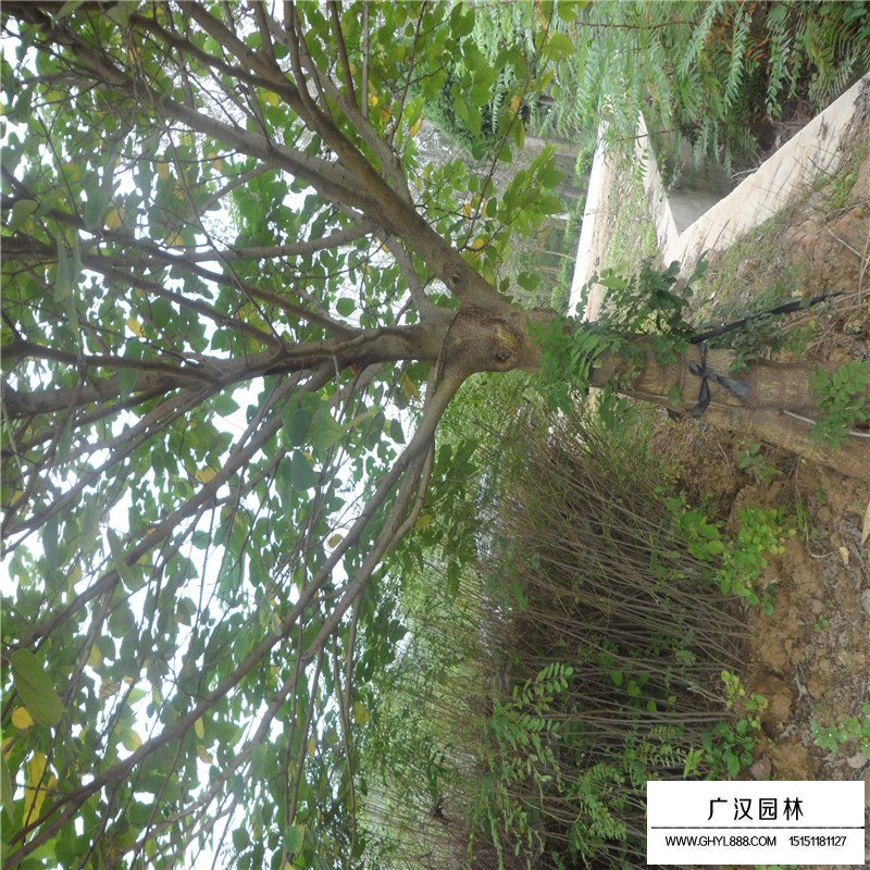 最新的構樹小苗價格表