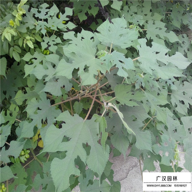 最新的構樹小苗價格表