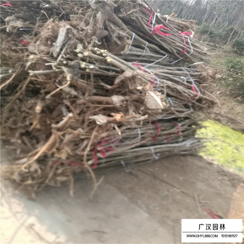 最新的構樹小苗價格表