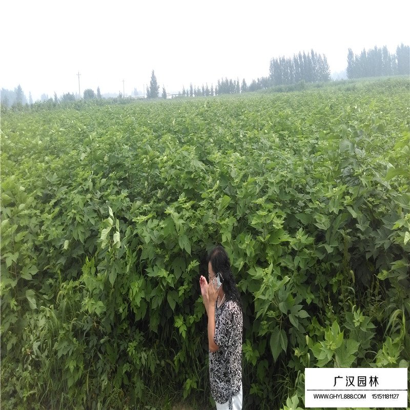 最新的構樹小苗價格表