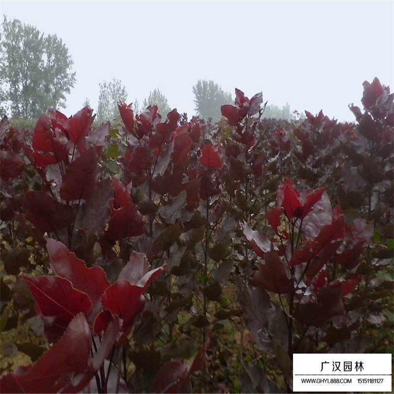 哪里有紅葉楊苗批發