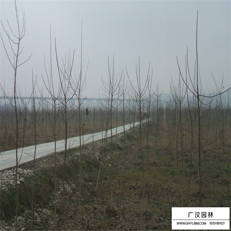哪里有紅葉楊苗批發