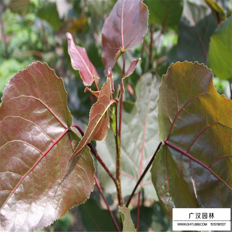 哪里有紅葉楊苗批發