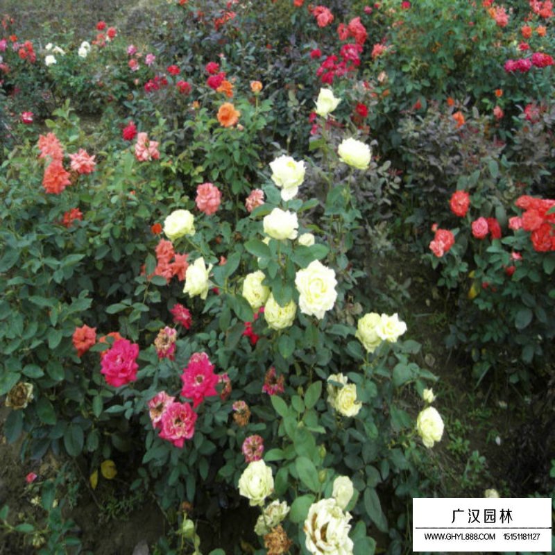 黃帽月季的園林應用