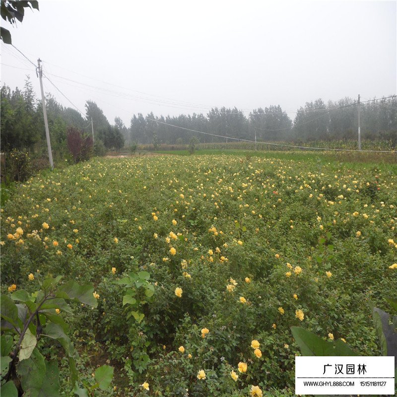 黃帽月季的園林應用