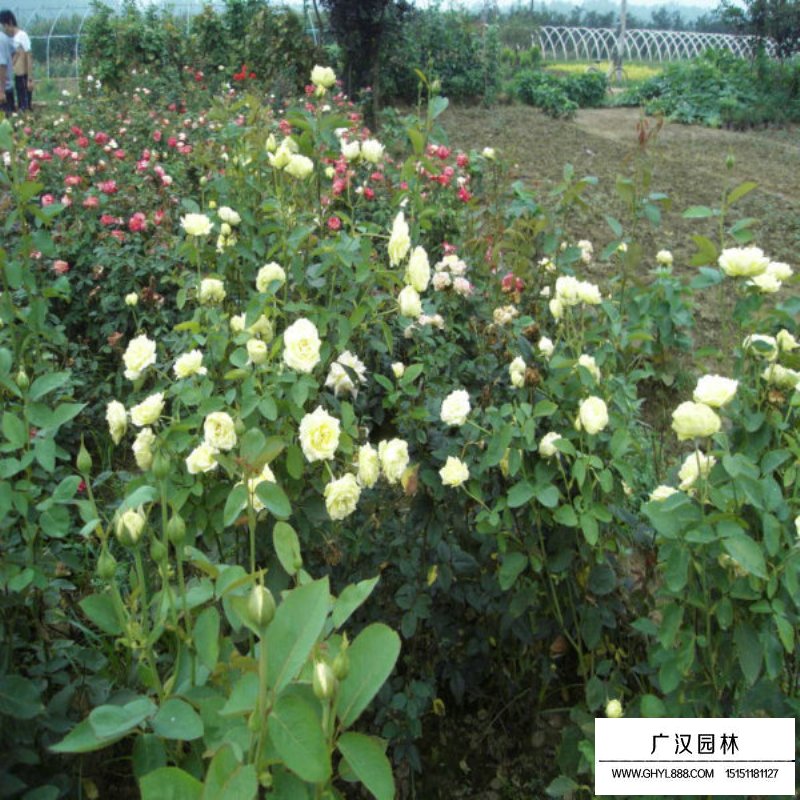 黃帽月季的園林應用