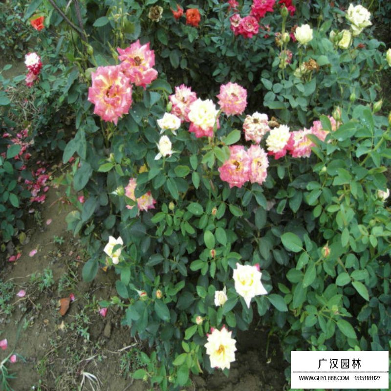 黃帽月季的園林應用