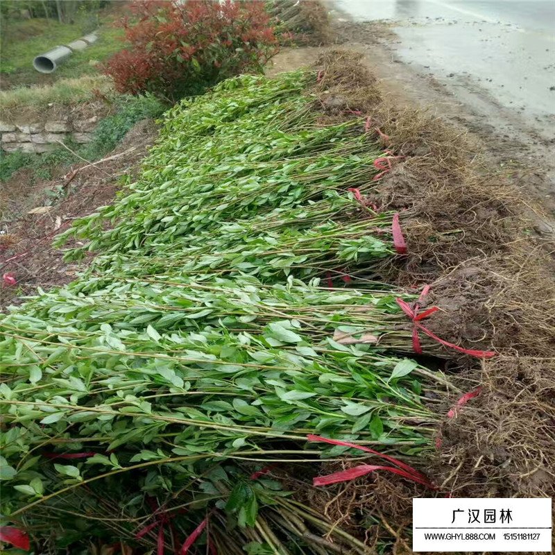 王子錦帶價格