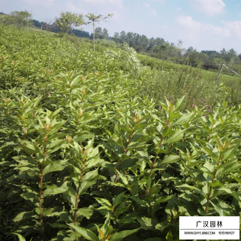 王子錦帶價格