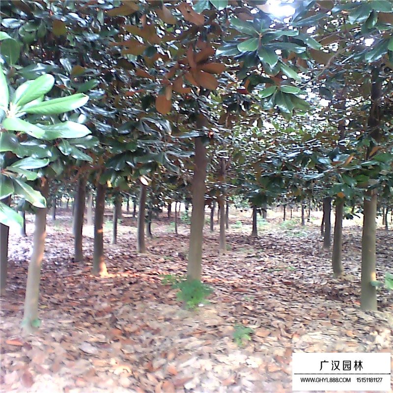 廣玉蘭價格