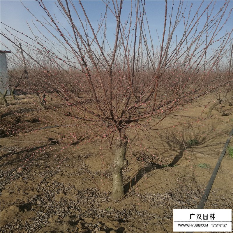 紅葉碧桃基地
