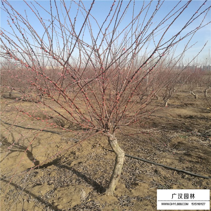 紅葉碧桃基地