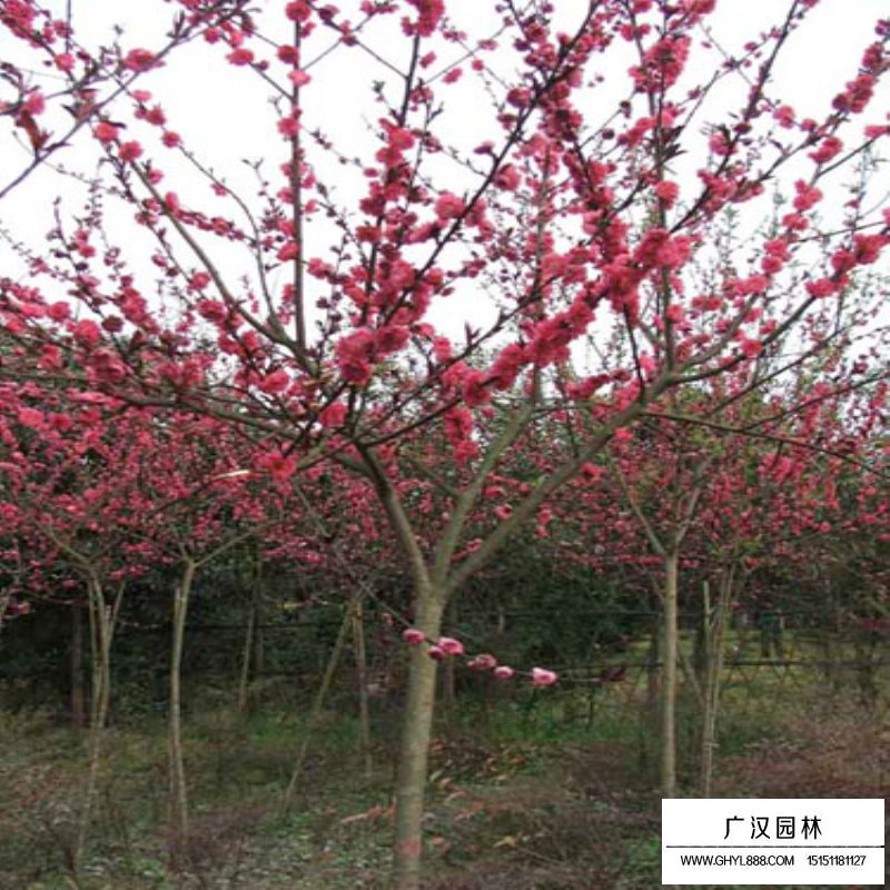 紅葉碧桃基地