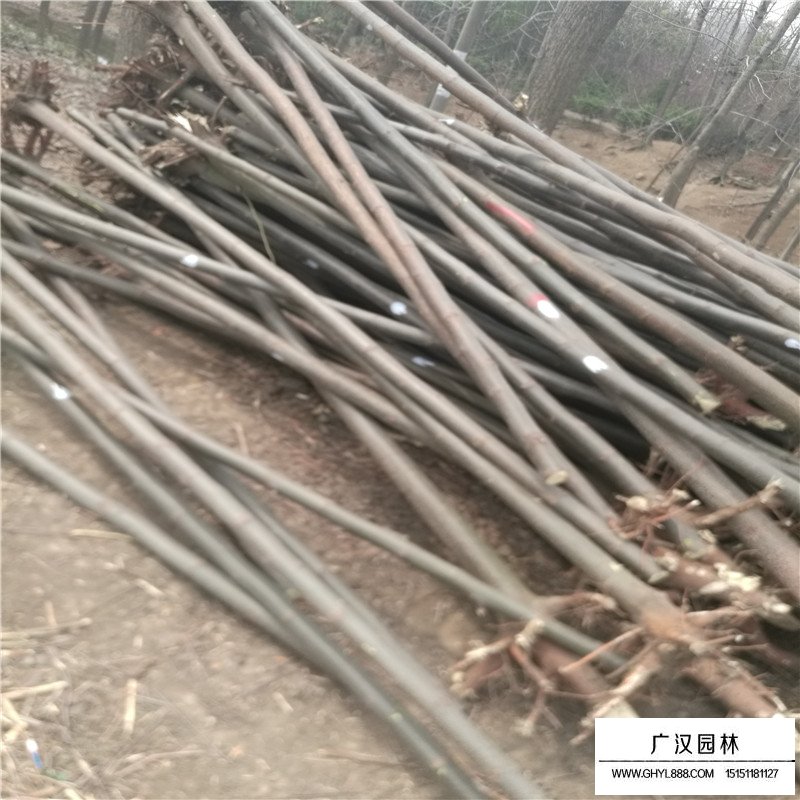 黃山欒樹批發基地