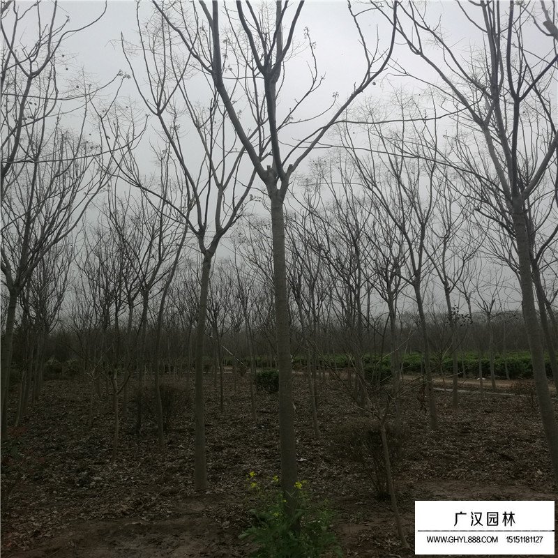黃山欒樹批發基地