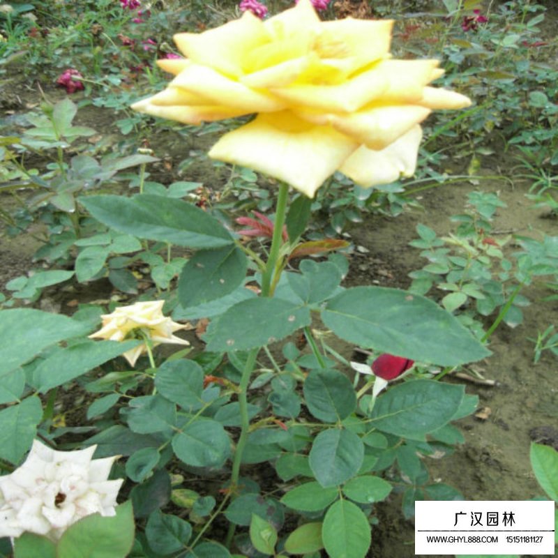 黃帽月季