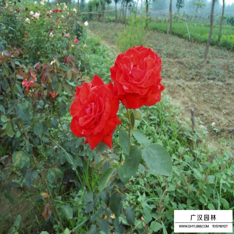 黃帽月季
