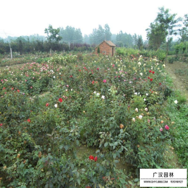 黃帽月季