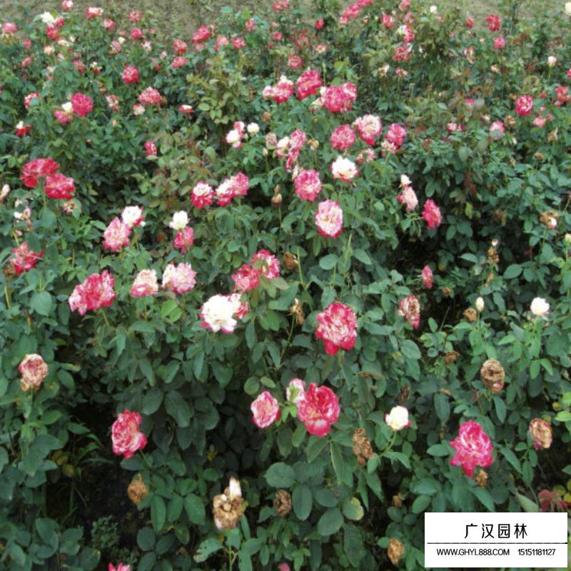 黃帽月季