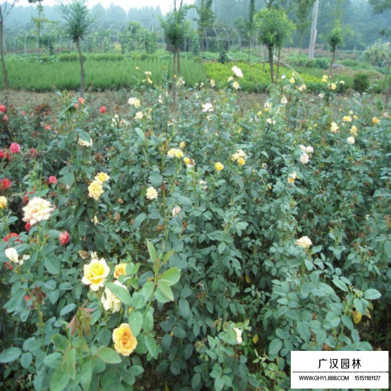 黃帽月季