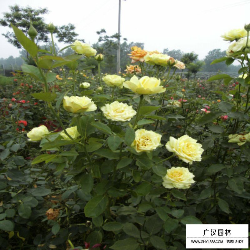 黃帽月季