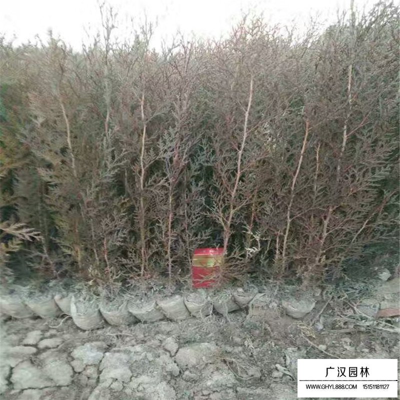 側柏苗批發