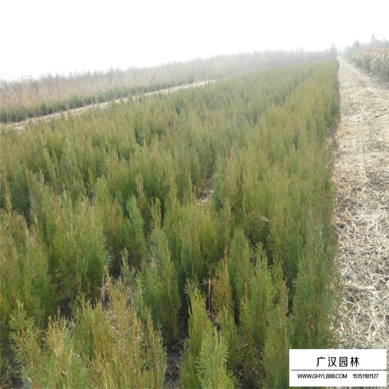 側柏苗批發